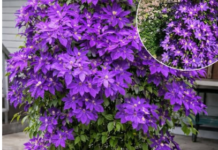 Kako uzgajati klematis u saksiji: Kompletan vodič za uspješan uzgoj vinove loze u saksijama Kako uzgajati klematis u saksiji: Kompletan vodič za uspješan uzgoj vinove loze u saksijama