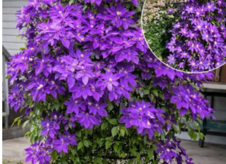 Kako uzgajati klematis u saksiji: Kompletan vodič za uspješan uzgoj vinove loze u saksijama Kako uzgajati klematis u saksiji: Kompletan vodič za uspješan uzgoj vinove loze u saksijama