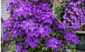 Kako uzgajati klematis u saksiji: Kompletan vodič za uspješan uzgoj vinove loze u saksijama Kako uzgajati klematis u saksiji: Kompletan vodič za uspješan uzgoj vinove loze u saksijama