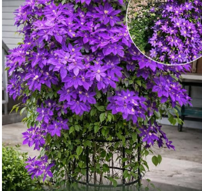 Kako uzgajati klematis u saksiji: Kompletan vodič za uspješan uzgoj vinove loze u saksijama Kako uzgajati klematis u saksiji: Kompletan vodič za uspješan uzgoj vinove loze u saksijama