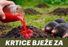 KRTICE BJEŽE ZA SAMO 2 DANA! Napravi sam prirodno i efikasno KRTICE BJEŽE ZA SAMO 2 DANA! Napravi sam prirodno i efikasno