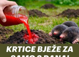 KRTICE BJEŽE ZA SAMO 2 DANA! Napravi sam prirodno i efikasno KRTICE BJEŽE ZA SAMO 2 DANA! Napravi sam prirodno i efikasno