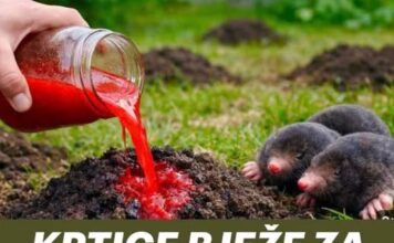 KRTICE BJEŽE ZA SAMO 2 DANA! Napravi sam prirodno i efikasno KRTICE BJEŽE ZA SAMO 2 DANA! Napravi sam prirodno i efikasno