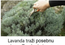 Lavanda traži posebnu njegu: Evo kada je morate presaditi i orezati da bi iduće godine obilno cvjetala Lavanda traži posebnu njegu: Evo kada je morate presaditi i orezati da bi iduće godine obilno cvjetala