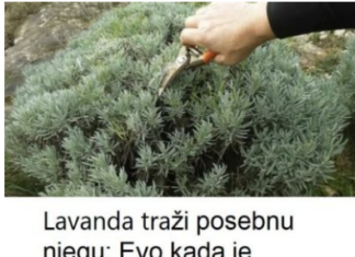 Lavanda traži posebnu njegu: Evo kada je morate presaditi i orezati da bi iduće godine obilno cvjetala Lavanda traži posebnu njegu: Evo kada je morate presaditi i orezati da bi iduće godine obilno cvjetala