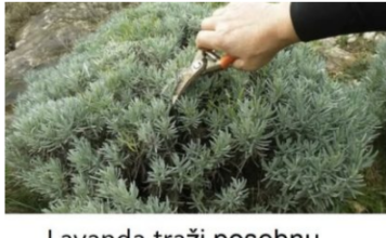 Lavanda traži posebnu njegu: Evo kada je morate presaditi i orezati da bi iduće godine obilno cvjetala Lavanda traži posebnu njegu: Evo kada je morate presaditi i orezati da bi iduće godine obilno cvjetala