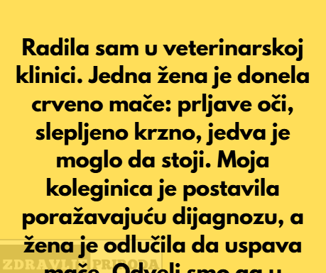 Mače je dobilo drugu šansu nakon što ga je vlasnica ostavila u veterinarskoj klinici Mače je dobilo drugu šansu nakon što ga je vlasnica ostavila u veterinarskoj klinici