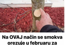 Na OVAJ način se smokva orezuje u februaru za obilniji rod Na OVAJ način se smokva orezuje u februaru za obilniji rod