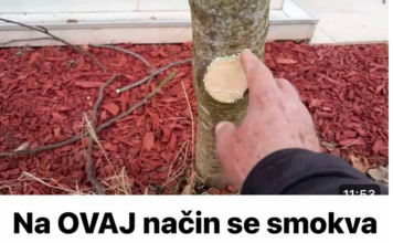 Na OVAJ način se smokva orezuje u februaru za obilniji rod Na OVAJ način se smokva orezuje u februaru za obilniji rod