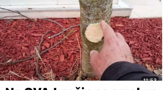 Na OVAJ način se smokva orezuje u februaru za obilniji rod Na OVAJ način se smokva orezuje u februaru za obilniji rod