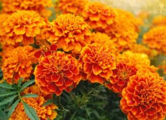 NAJKORISNIJI CVIJET U BAŠTI: 10 razloga da ovog proljeća POSIJETE KADIFE NAJKORISNIJI CVIJET U BAŠTI: 10 razloga da ovog proljeća POSIJETE KADIFE