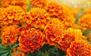 NAJKORISNIJI CVIJET U BAŠTI: 10 razloga da ovog proljeća POSIJETE KADIFE NAJKORISNIJI CVIJET U BAŠTI: 10 razloga da ovog proljeća POSIJETE KADIFE