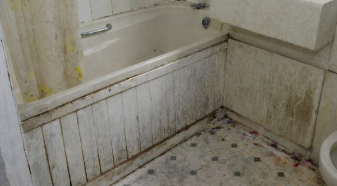 Nikada se ne biste setili: Vlaga i buđ nestaju uz ovaj začin, efekat je gotovo trenutni Nikada se ne biste setili: Vlaga i buđ nestaju uz ovaj začin, efekat je gotovo trenutni