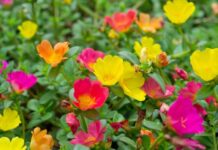 Ova tri cveta zasadite u februaru i na proleće ćete imati baštu punu mirisa i boja: Idealni su i za terase Ova tri cveta zasadite u februaru i na proleće ćete imati baštu punu mirisa i boja: Idealni su i za terase