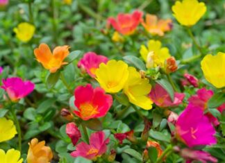 Ova tri cveta zasadite u februaru i na proleće ćete imati baštu punu mirisa i boja: Idealni su i za terase Ova tri cveta zasadite u februaru i na proleće ćete imati baštu punu mirisa i boja: Idealni su i za terase