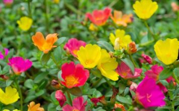 Ova tri cveta zasadite u februaru i na proleće ćete imati baštu punu mirisa i boja: Idealni su i za terase Ova tri cveta zasadite u februaru i na proleće ćete imati baštu punu mirisa i boja: Idealni su i za terase