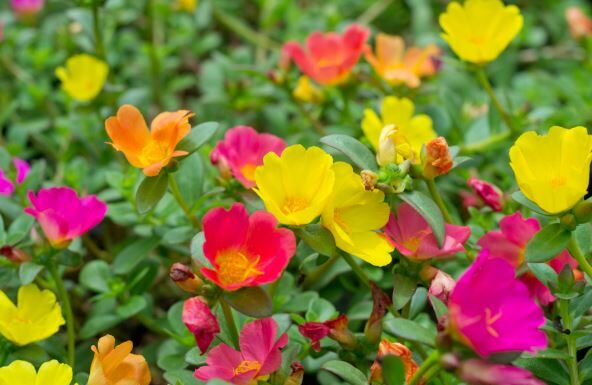 Ova tri cveta zasadite u februaru i na proleće ćete imati baštu punu mirisa i boja: Idealni su i za terase Ova tri cveta zasadite u februaru i na proleće ćete imati baštu punu mirisa i boja: Idealni su i za terase