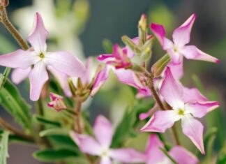 Ovih 6 biljaka najjače mirišu kada padne mrak: Zasadite ih u vašoj bašti i prolećne večeri će vam postati omiljeni deo dana Ovih 6 biljaka najjače mirišu kada padne mrak: Zasadite ih u vašoj bašti i prolećne večeri će vam postati omiljeni deo dana