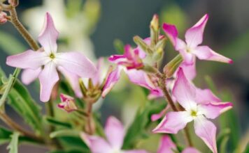 Ovih 6 biljaka najjače mirišu kada padne mrak: Zasadite ih u vašoj bašti i prolećne večeri će vam postati omiljeni deo dana Ovih 6 biljaka najjače mirišu kada padne mrak: Zasadite ih u vašoj bašti i prolećne večeri će vam postati omiljeni deo dana