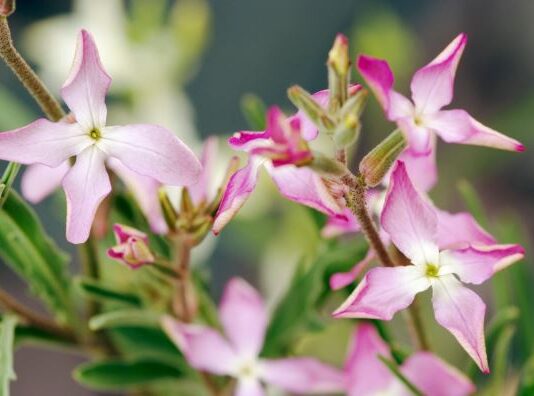 Ovih 6 biljaka najjače mirišu kada padne mrak: Zasadite ih u vašoj bašti i prolećne večeri će vam postati omiljeni deo dana Ovih 6 biljaka najjače mirišu kada padne mrak: Zasadite ih u vašoj bašti i prolećne večeri će vam postati omiljeni deo dana