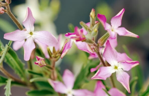 Ovih 6 biljaka najjače mirišu kada padne mrak: Zasadite ih u vašoj bašti i prolećne večeri će vam postati omiljeni deo dana Ovih 6 biljaka najjače mirišu kada padne mrak: Zasadite ih u vašoj bašti i prolećne večeri će vam postati omiljeni deo dana