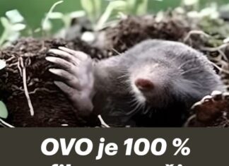 OVO je 100 % efikasan način tjeranja krtice iz bašte OVO je 100 % efikasan način tjeranja krtice iz bašte