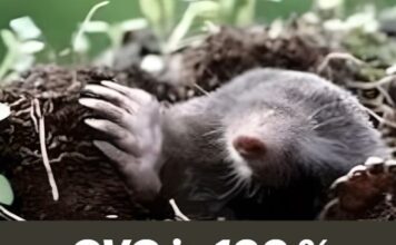 OVO je 100 % efikasan način tjeranja krtice iz bašte OVO je 100 % efikasan način tjeranja krtice iz bašte