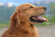 Pet tipova ljudi koji, prema stručnjaku, ne bi trebalo da imaju psa Pet tipova ljudi koji, prema stručnjaku, ne bi trebalo da imaju psa