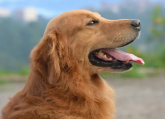 Pet tipova ljudi koji, prema stručnjaku, ne bi trebalo da imaju psa Pet tipova ljudi koji, prema stručnjaku, ne bi trebalo da imaju psa