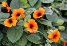 Posadite ovih 9 vrsta cveća u martu i uživajte u njemu godinama Posadite ovih 9 vrsta cveća u martu i uživajte u njemu godinama