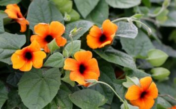 Posadite ovih 9 vrsta cveća u martu i uživajte u njemu godinama Posadite ovih 9 vrsta cveća u martu i uživajte u njemu godinama