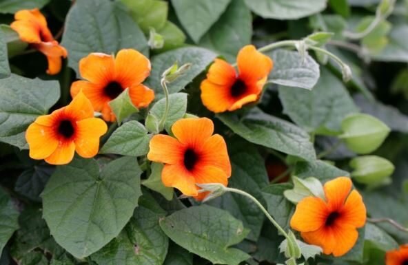 Posadite ovih 9 vrsta cveća u martu i uživajte u njemu godinama Posadite ovih 9 vrsta cveća u martu i uživajte u njemu godinama