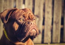 Prava dobrica u telu grdosije, najbolji je zaštitnik dece i porodice: Ko ima ovog psa, ima i sigurnost Prava dobrica u telu grdosije, najbolji je zaštitnik dece i porodice: Ko ima ovog psa, ima i sigurnost