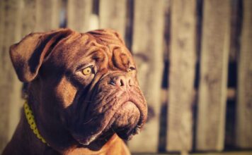 Prava dobrica u telu grdosije, najbolji je zaštitnik dece i porodice: Ko ima ovog psa, ima i sigurnost Prava dobrica u telu grdosije, najbolji je zaštitnik dece i porodice: Ko ima ovog psa, ima i sigurnost