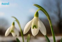 Prvo džemre ‘udara’ u zrak 19. februara: Evo šta to znači Prvo džemre ‘udara’ u zrak 19. februara: Evo šta to znači