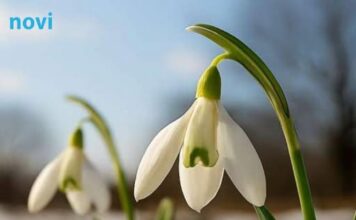 Prvo džemre ‘udara’ u zrak 19. februara: Evo šta to znači Prvo džemre ‘udara’ u zrak 19. februara: Evo šta to znači