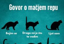 RAZUMIJEVANJE “GOVORA” MAČIJEG REPA RAZUMIJEVANJE “GOVORA” MAČIJEG REPA