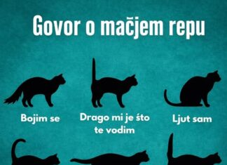 RAZUMIJEVANJE “GOVORA” MAČIJEG REPA RAZUMIJEVANJE “GOVORA” MAČIJEG REPA
