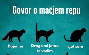 RAZUMIJEVANJE “GOVORA” MAČIJEG REPA RAZUMIJEVANJE “GOVORA” MAČIJEG REPA
