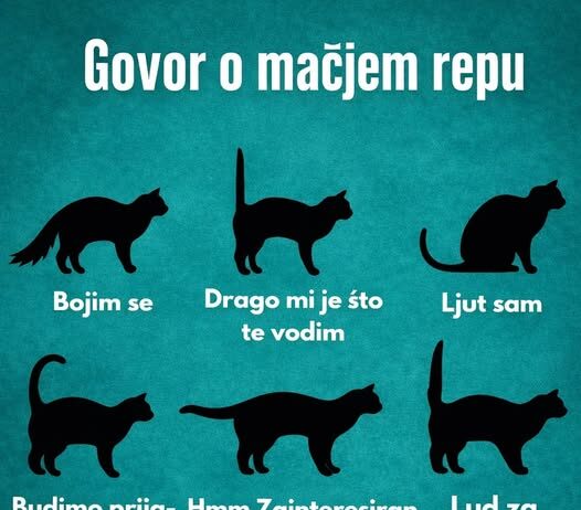RAZUMIJEVANJE “GOVORA” MAČIJEG REPA RAZUMIJEVANJE “GOVORA” MAČIJEG REPA