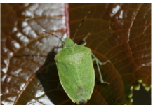 Samo jednu stvar stavite i one bjeze: Smrdibube se strasno plase ove jedne stvari- RIJESITE SVOJ DOM OD OVIH NAPASTI Samo jednu stvar stavite i one bjeze: Smrdibube se strasno plase ove jedne stvari- RIJESITE SVOJ DOM OD OVIH NAPASTI