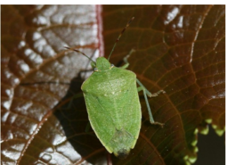 Samo jednu stvar stavite i one bjeze: Smrdibube se strasno plase ove jedne stvari- RIJESITE SVOJ DOM OD OVIH NAPASTI Samo jednu stvar stavite i one bjeze: Smrdibube se strasno plase ove jedne stvari- RIJESITE SVOJ DOM OD OVIH NAPASTI