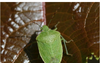 Samo jednu stvar stavite i one bjeze: Smrdibube se strasno plase ove jedne stvari- RIJESITE SVOJ DOM OD OVIH NAPASTI Samo jednu stvar stavite i one bjeze: Smrdibube se strasno plase ove jedne stvari- RIJESITE SVOJ DOM OD OVIH NAPASTI