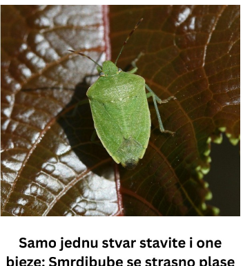 Samo jednu stvar stavite i one bjeze: Smrdibube se strasno plase ove jedne stvari- RIJESITE SVOJ DOM OD OVIH NAPASTI Samo jednu stvar stavite i one bjeze: Smrdibube se strasno plase ove jedne stvari- RIJESITE SVOJ DOM OD OVIH NAPASTI