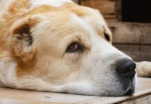 Skriveni znakovi koji odaju da je vaš pas bolestan: Obratite pažnju na vreme Skriveni znakovi koji odaju da je vaš pas bolestan: Obratite pažnju na vreme