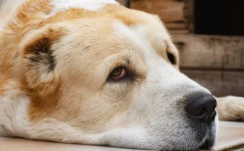 Skriveni znakovi koji odaju da je vaš pas bolestan: Obratite pažnju na vreme Skriveni znakovi koji odaju da je vaš pas bolestan: Obratite pažnju na vreme
