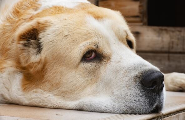 Skriveni znakovi koji odaju da je vaš pas bolestan: Obratite pažnju na vreme Skriveni znakovi koji odaju da je vaš pas bolestan: Obratite pažnju na vreme