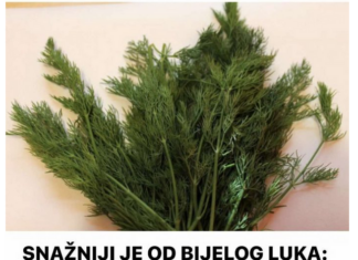 SNAŽNIJI JE OD BIJELOG LUKA: Svi bi trebalo da znaju kakav je efekat ove neupadljive biljke ljeti – ne stavljate je samo u krastavce! SNAŽNIJI JE OD BIJELOG LUKA: Svi bi trebalo da znaju kakav je efekat ove neupadljive biljke ljeti – ne stavljate je samo u krastavce!