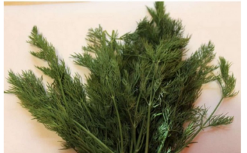 SNAŽNIJI JE OD BIJELOG LUKA: Svi bi trebalo da znaju kakav je efekat ove neupadljive biljke ljeti – ne stavljate je samo u krastavce! SNAŽNIJI JE OD BIJELOG LUKA: Svi bi trebalo da znaju kakav je efekat ove neupadljive biljke ljeti – ne stavljate je samo u krastavce!