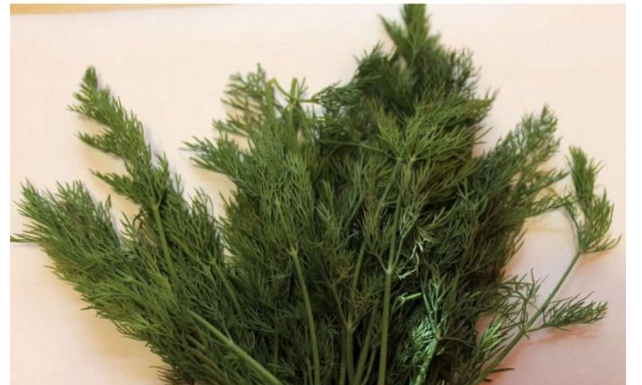 SNAŽNIJI JE OD BIJELOG LUKA: Svi bi trebalo da znaju kakav je efekat ove neupadljive biljke ljeti – ne stavljate je samo u krastavce! SNAŽNIJI JE OD BIJELOG LUKA: Svi bi trebalo da znaju kakav je efekat ove neupadljive biljke ljeti – ne stavljate je samo u krastavce!